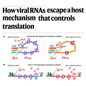 707-Viral Evasion of Host Codon Usage