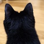 毛茸茸的后脑勺