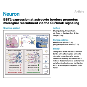 239-BST2 Astrocyte Drives Microglial Recruiting After Stroke