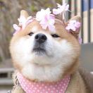 巴拉巴拉巴拉嘿