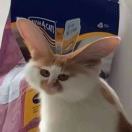 我要出门摸摸狗