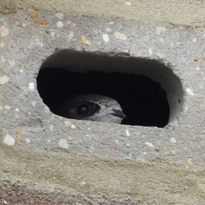 E38.我家就是你家：现代建筑何以让鸟类与人类和谐共栖