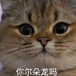 你尔朵龙吗
