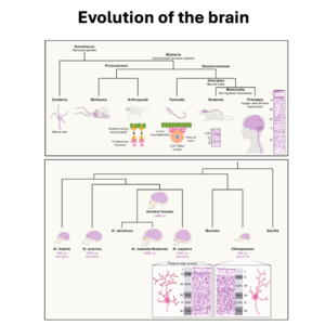 028-Unraveling mechanisms of human brain evolution