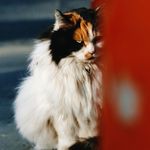 我就是那只猫呀