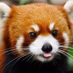 海边小熊猫