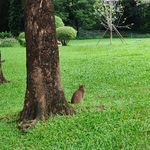 拔拔啦叭叭