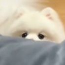 風乎舞雩