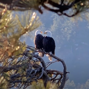 The Making of a Hero