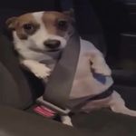 东北教父范德依彪