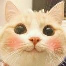 旺旺雪饼_GolO