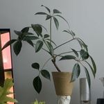 没病找病