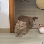 人生体验派大星