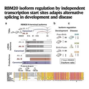 1121-Alternative Splicing in Cardiac Disease