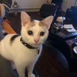 巧克力松饼大人