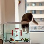 约瑟芬与土豆张