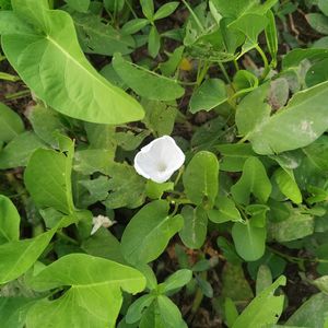 podcaster-avatar