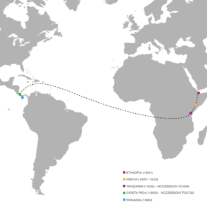 106 透过商业本质看巴拿马瑰夏，欢迎来到真实世界！