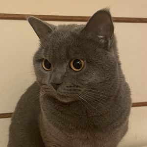 青蛙狗