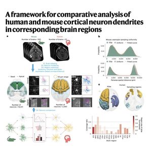 1392-Comparative Framework for Human&Mouse Neuron
