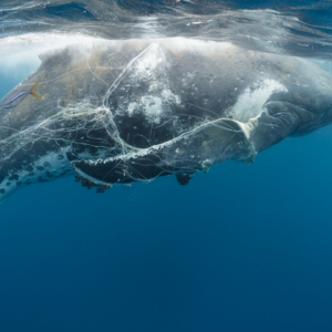 BBC Media｜渔具对鲸鱼的威胁被低估
