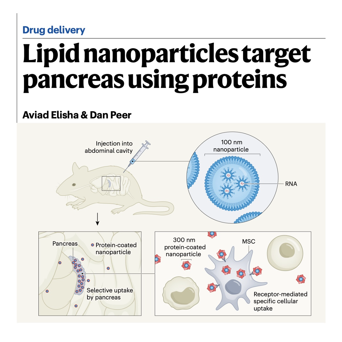 710-Engineering Lipid Nanoparticles for Drug Delivery episode artwork