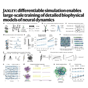 377-Jaxley: Simulation for Biophysical Neural Models
