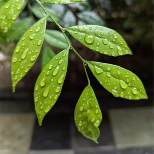 11-如果你的绝招是摆拳，请不要勉强使用閃電五連鞭 2025/6/21