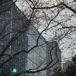 汤包是一只小猫