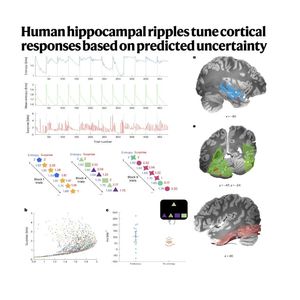 1296-Hippocampal Ripples Tune Cortical Responses
