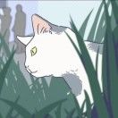 不猫猫