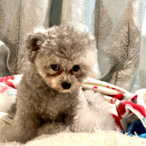09.有了毛孩子们，让我们的幸福感更丰富