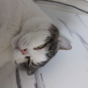 老鹅啊啊