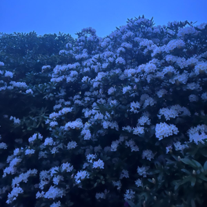 Intro(关于我们是谁）