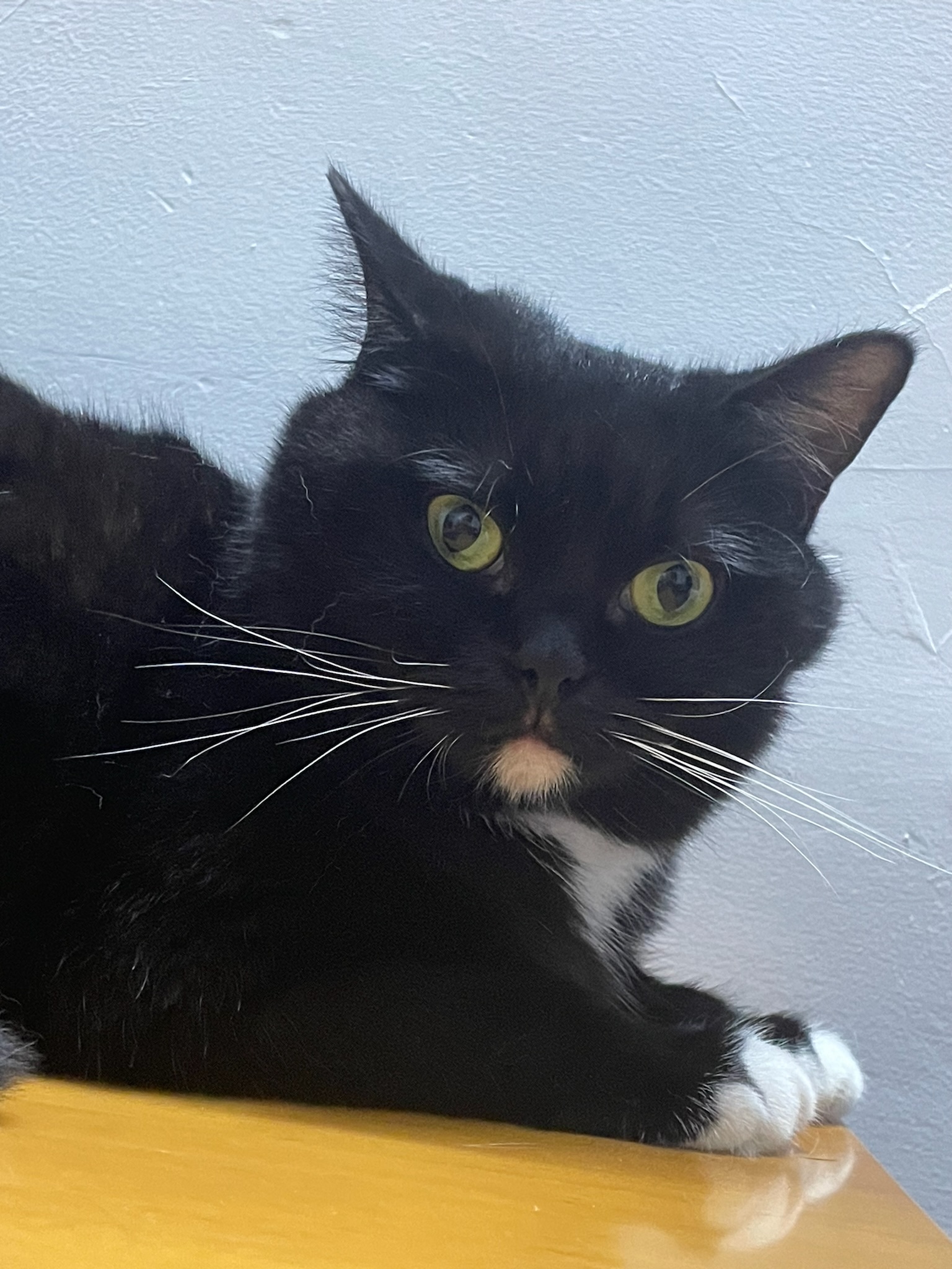 Vol.14 哎呀，宠物真香！ - 只有一点| 小宇宙- 听播客，上小宇宙