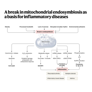 117-Mitochondrial Endosymbiosis and Inflammatory Diseases