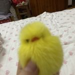 金谷