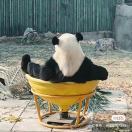红夹子