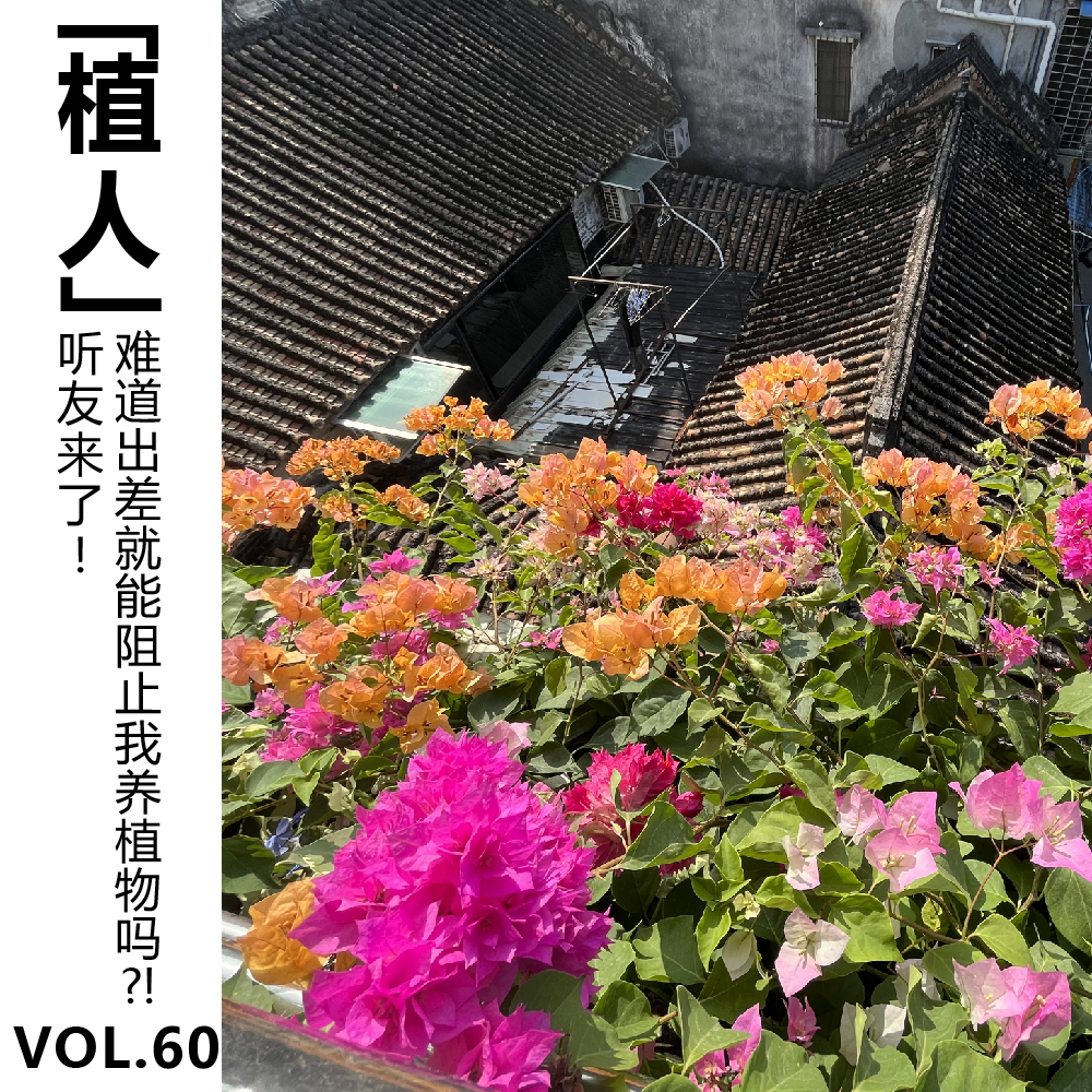cover of episode Vol.60【植人】听友来了! 难道出差就能阻止我养植物吗?!