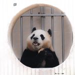 香香快乐小猫咪