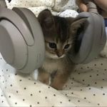 歌铃