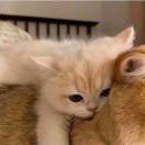 变形金刚加海绵宝宝综合体