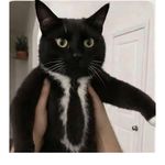 黑猫经理