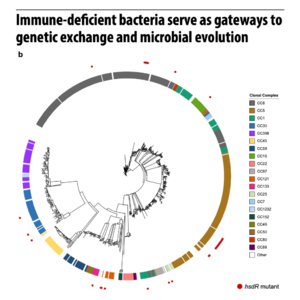 837-Immune-Deficient Bacterial Gateways to Genetic Evolution