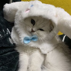 蟹蟹Layla