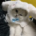 蟹蟹Layla