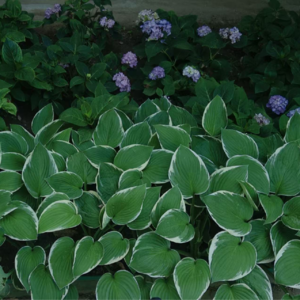 09|重拾情感链接的路上,自我探索是唯一通道吗?【北大家庭相册(3)】