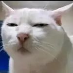 西柚呦呦呦