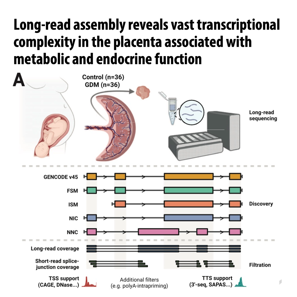838-Isoform-Resolved Transcriptomic of Human Placenta episode artwork