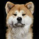 老狗也有几颗牙